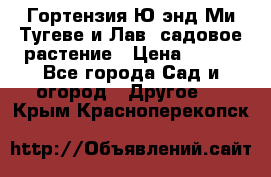 Гортензия Ю энд Ми Тугеве и Лав, садовое растение › Цена ­ 550 - Все города Сад и огород » Другое   . Крым,Красноперекопск